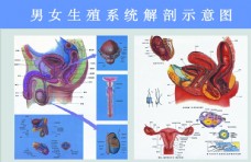 生殖器解剖图