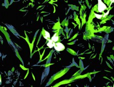 牡丹数码印花手绘花热带植物