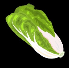绿色蔬菜大白菜