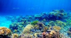 景观设计深水海底珊瑚背景图