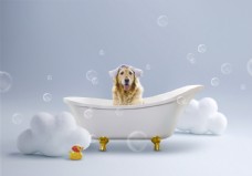 宠物狗宠物洗澡