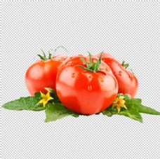 果蔬系列西红柿番茄新鲜西红柿西红