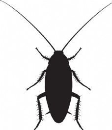 大自然昆虫系列蟑螂剪影