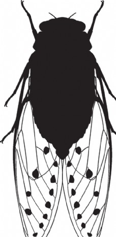 大自然昆虫系列蝉剪影