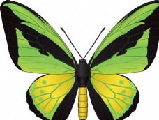 昆虫蝴蝶昆虫系列绿色黄色蝴蝶