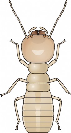 大自然昆虫系列白蚁