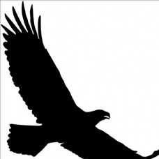 野生动物系列老鹰鹰矢量图