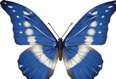 昆虫蝴蝶昆虫系列蓝色蝴蝶