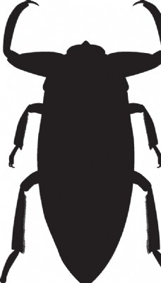 大自然昆虫系列蝎蝽剪影