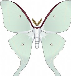 昆虫蝴蝶昆虫系列淡绿色蝴蝶