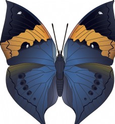 昆虫蝴蝶昆虫系列蓝色蝴蝶