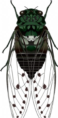 大自然昆虫系列蝉墨绿色