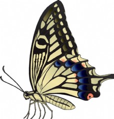 昆虫蝴蝶昆虫系列黄色蝴蝶