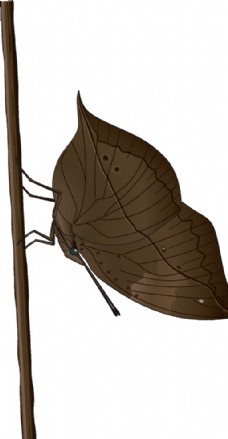 昆虫蝴蝶昆虫系列褐色树叶蝴蝶