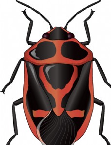 大自然昆虫系列褐色甲壳虫