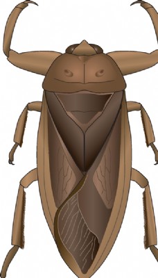 大自然昆虫系列蝎蝽