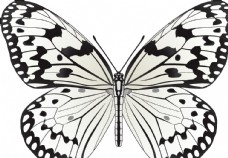 昆虫蝴蝶昆虫系列黑白色蝴蝶
