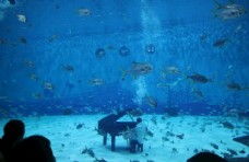 海洋馆水族馆鱼钢琴弹奏
