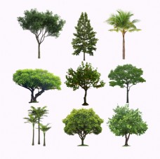 树木绿化树