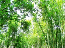树木绿色竹海竹林山林森林