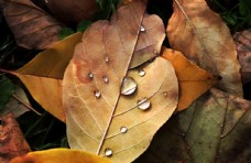 自然 蝴蝶 树叶 摄影