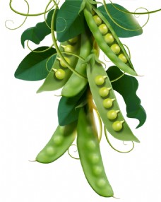 绿色蔬菜荷兰豆