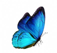 大自然蓝蝴蝶