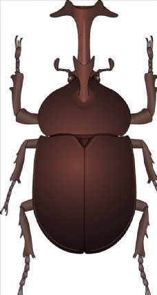 大自然昆虫系列独角仙褐色