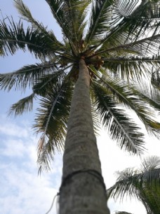 热带水果海南椰子水果椰树热带植