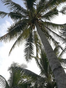 热带水果海南椰子水果椰树热带植