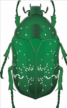 大自然绿色斑点甲虫