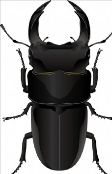 大自然昆虫系列锹形虫