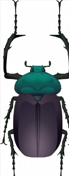 大自然昆虫系列甲虫