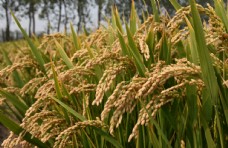 大自然水稻