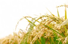 景观水景水稻