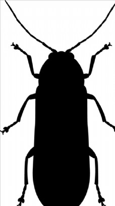 大自然甲虫剪影