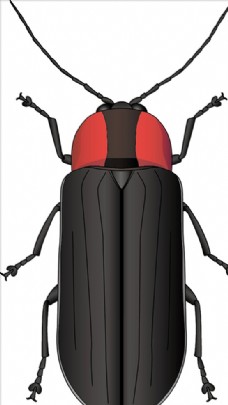 大自然黑色甲虫
