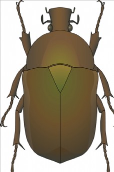 大自然昆虫系列甲虫
