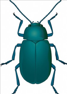 大自然昆虫系列小甲虫蓝色