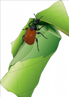 大自然褐色甲虫