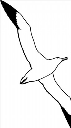 野生动物系列海鸥剪影