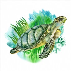 夏日海龟插画