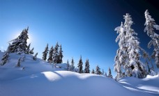 冬天雪景冬天雪地美景白色