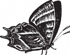 大自然自然昆虫蝴蝶标本插画