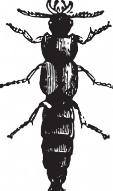 大自然自然昆虫标本插画