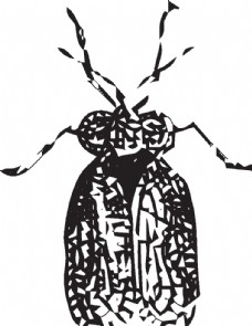 大自然自然昆虫标本插画