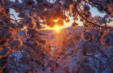 冬天雪景冬天大雪阳光风景树木