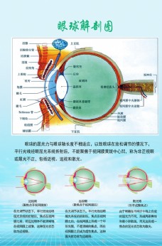 宣传眼球解剖图