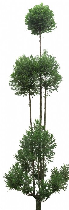 树木柳杉造型树园林景观效果图