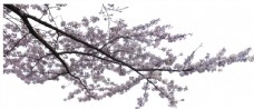 春天海报桃花樱花压角树超精细抠